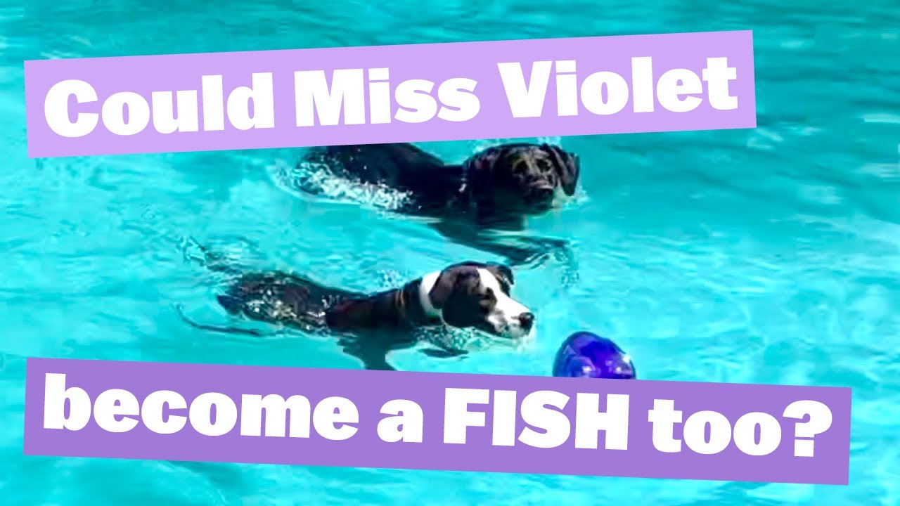 Could Miss Violet become a FISH too? | Parcel Opening BIG Thanks | #staffy #puppy