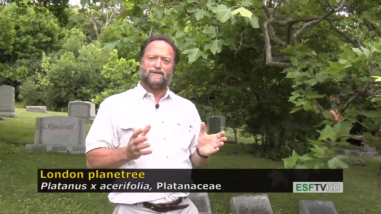 Trees with Don Leopold - London planetree