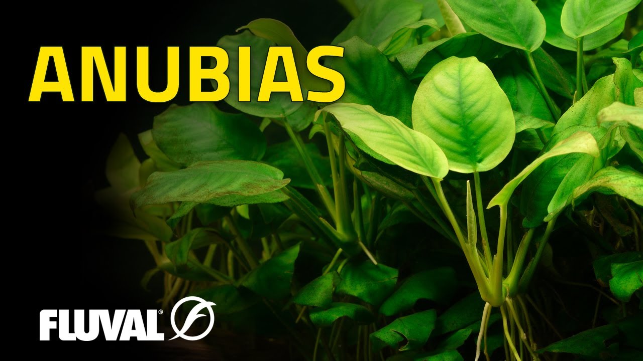 Species Spotlight | Anubias
