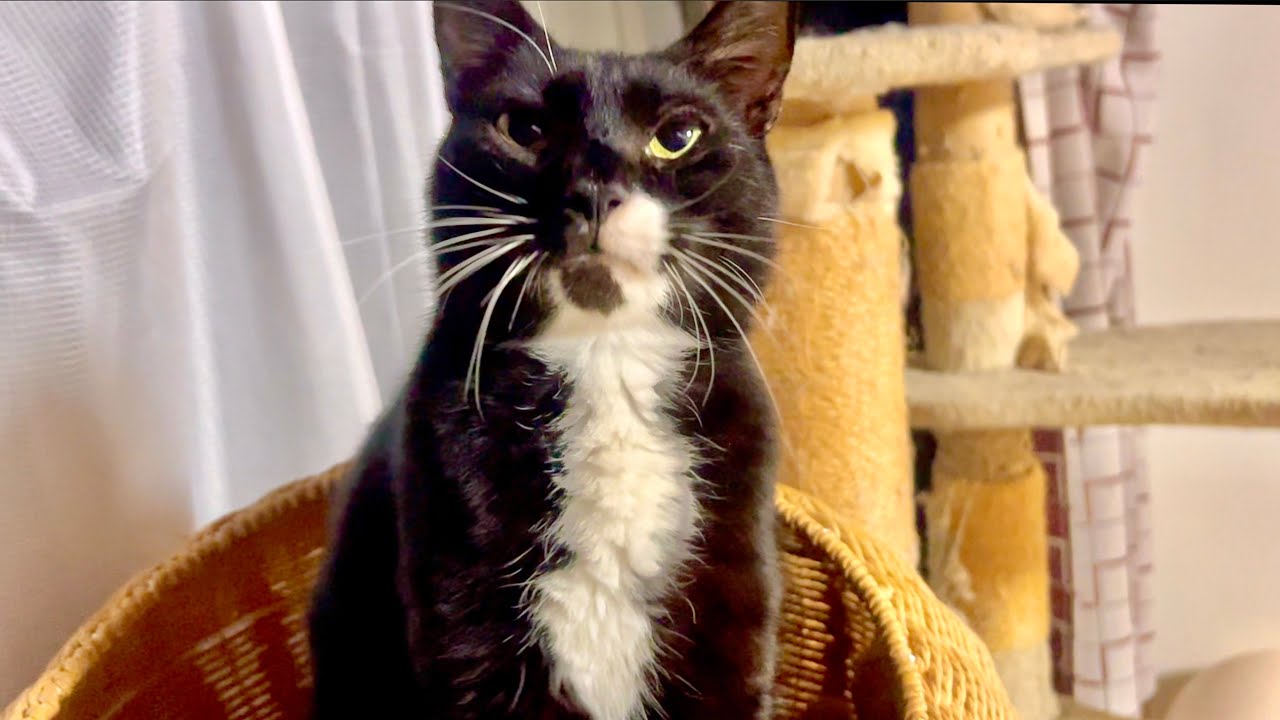 寝ぼけた猫はこんな感じ