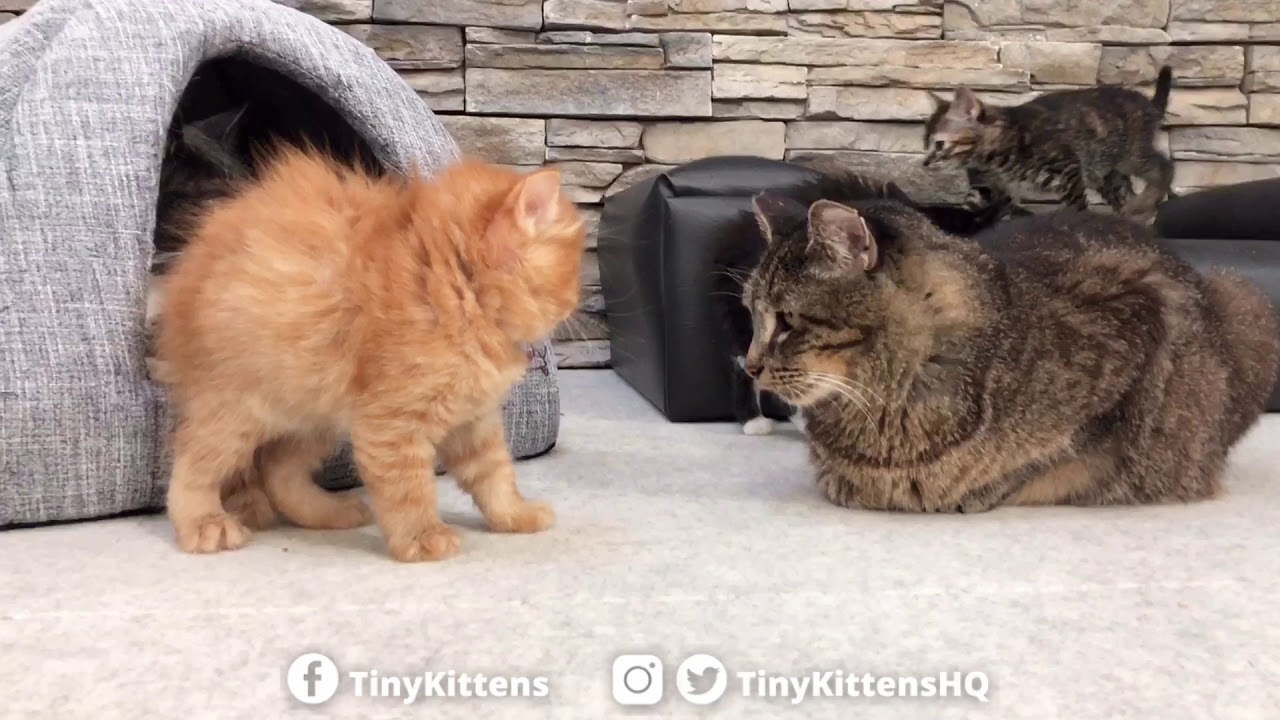 Scary puffy kitten won't back down!  TinyKittens.com