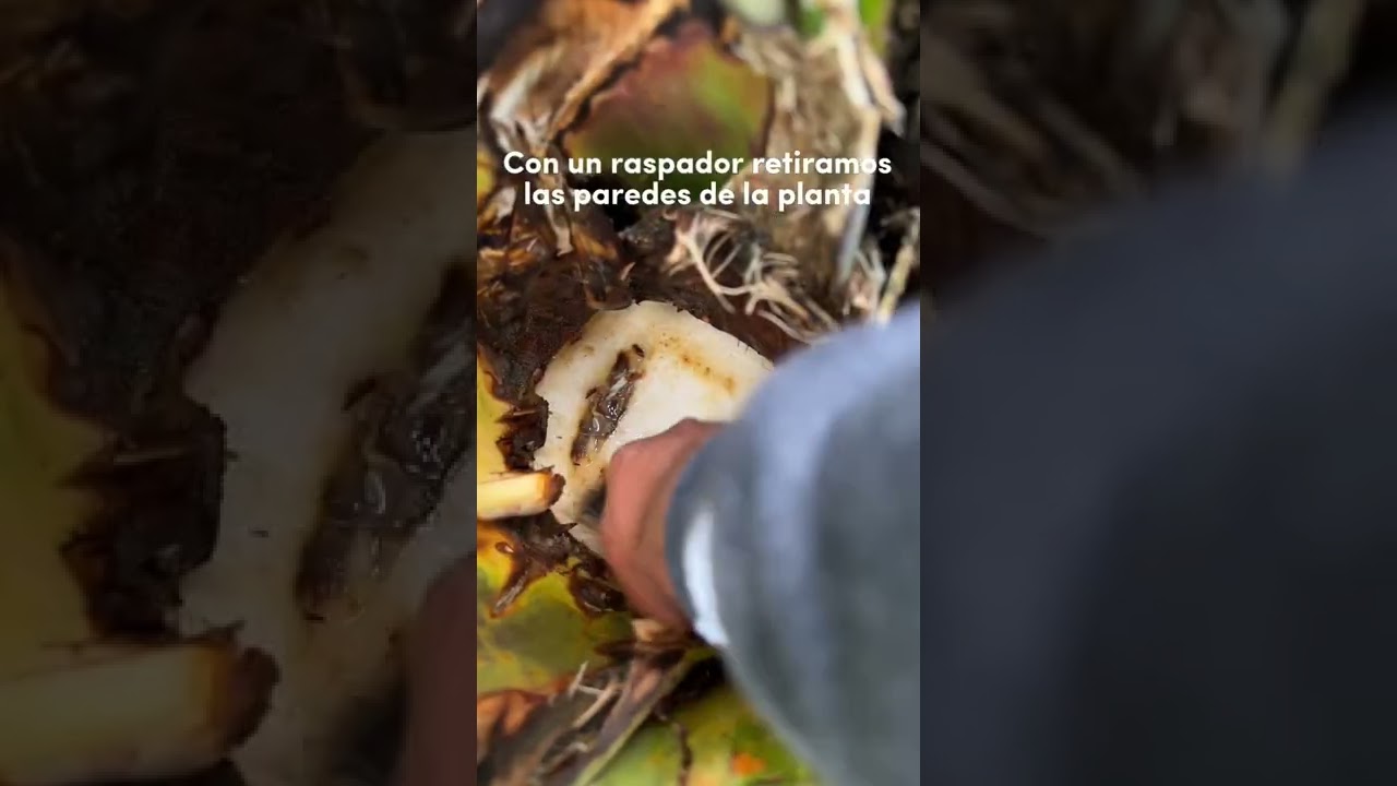 Extracci&oacute;n de Aguamiel para la producci&oacute;n de pulque🌵🤠🥛#pulque #extraccionaguamiel #pulquepachita