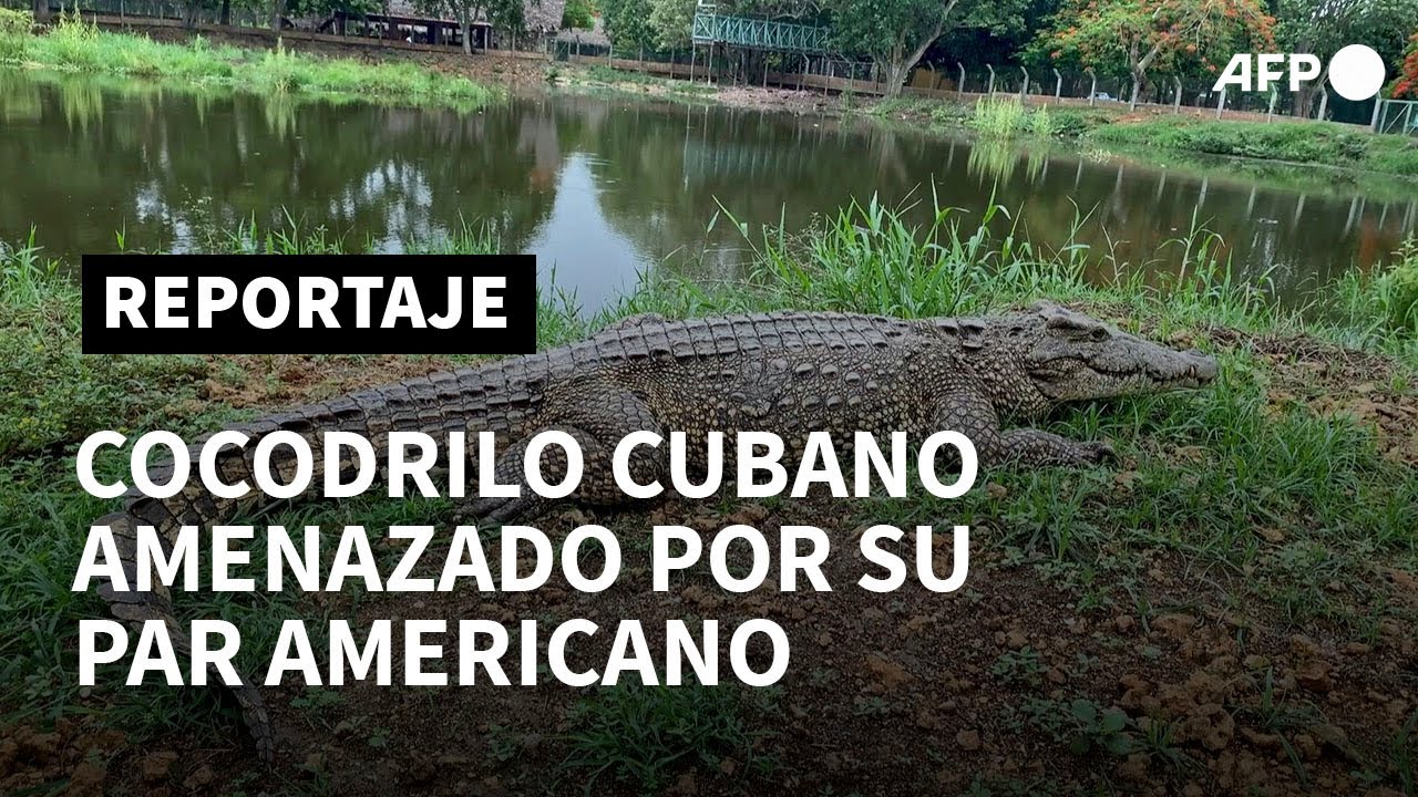 El cocodrilo americano amenaza el pedigr&iacute; de su par cubano | AFP
