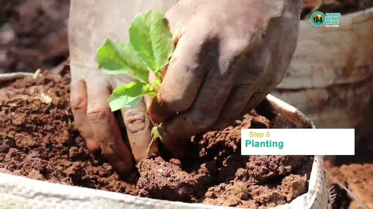 Rising Farm - Sack Gardening Farming Tutorial by Humphrey Sogoni