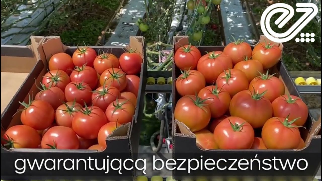 Enza Zaden: Q&A Odporność na wirusa ToBRFV cz.4 🍅
