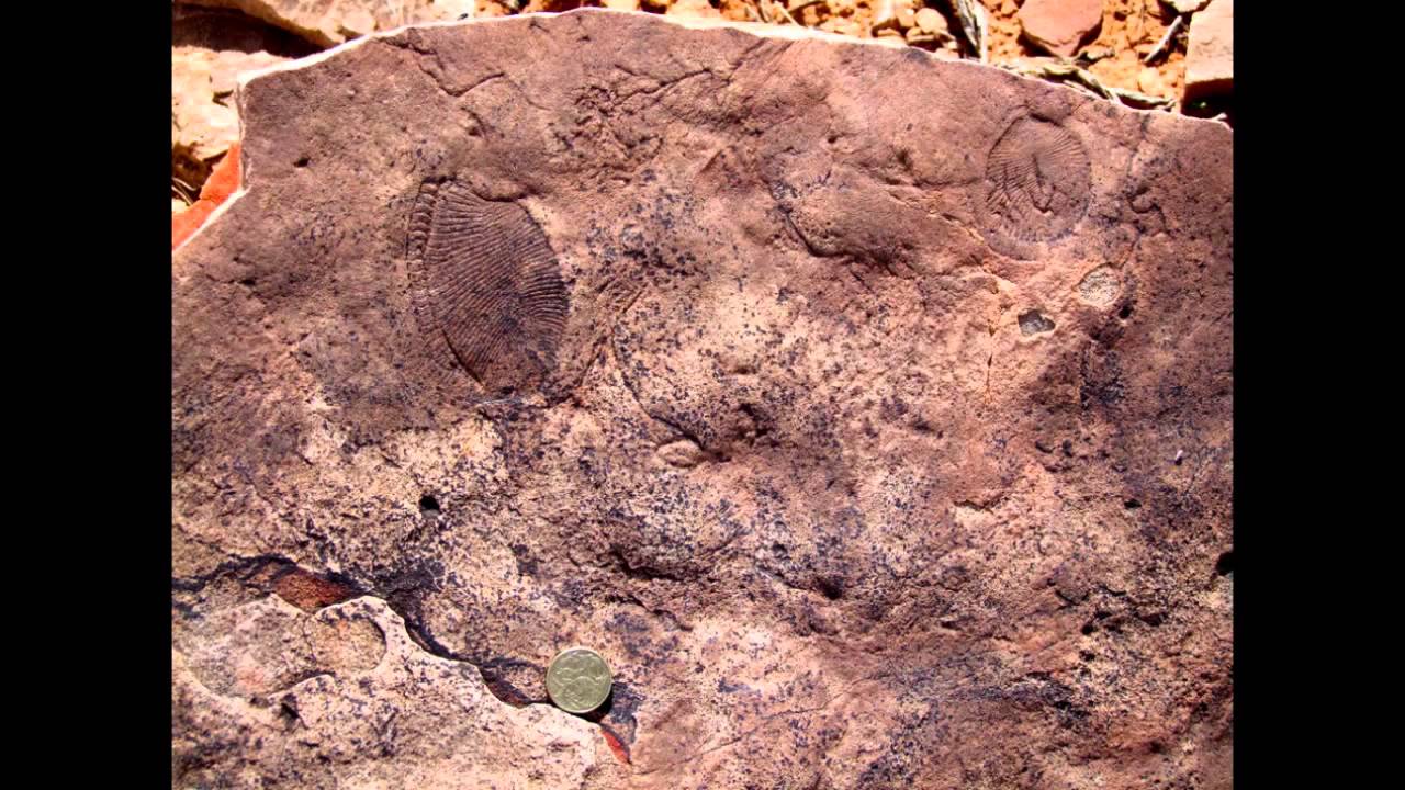 Dickinsonia Slideshow