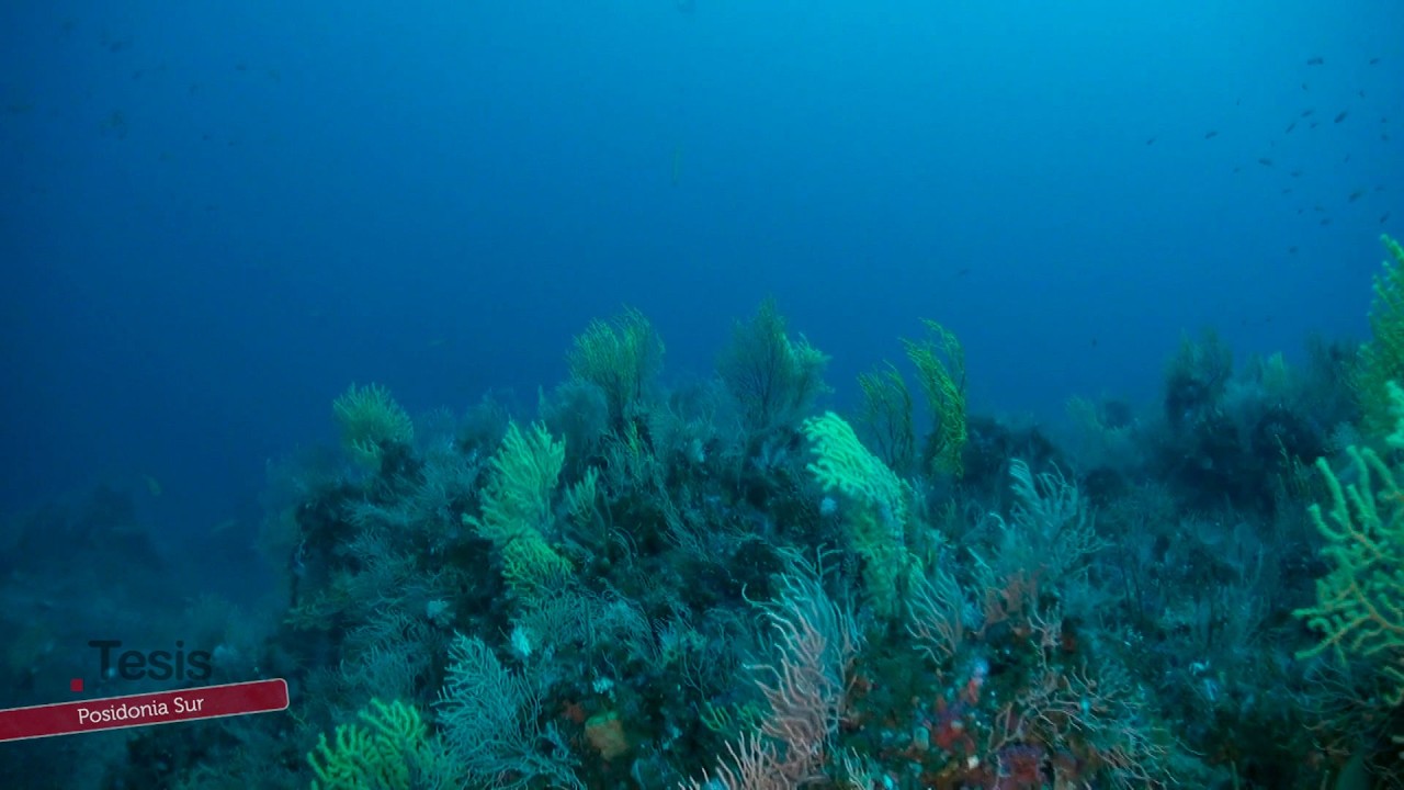 🌊 LOS GUARDIANES DEL MAR: 30 AÑOS PROTEGIENDO LA BIODIVERSIDAD MARINA EN ANDALUCÍA 🐚