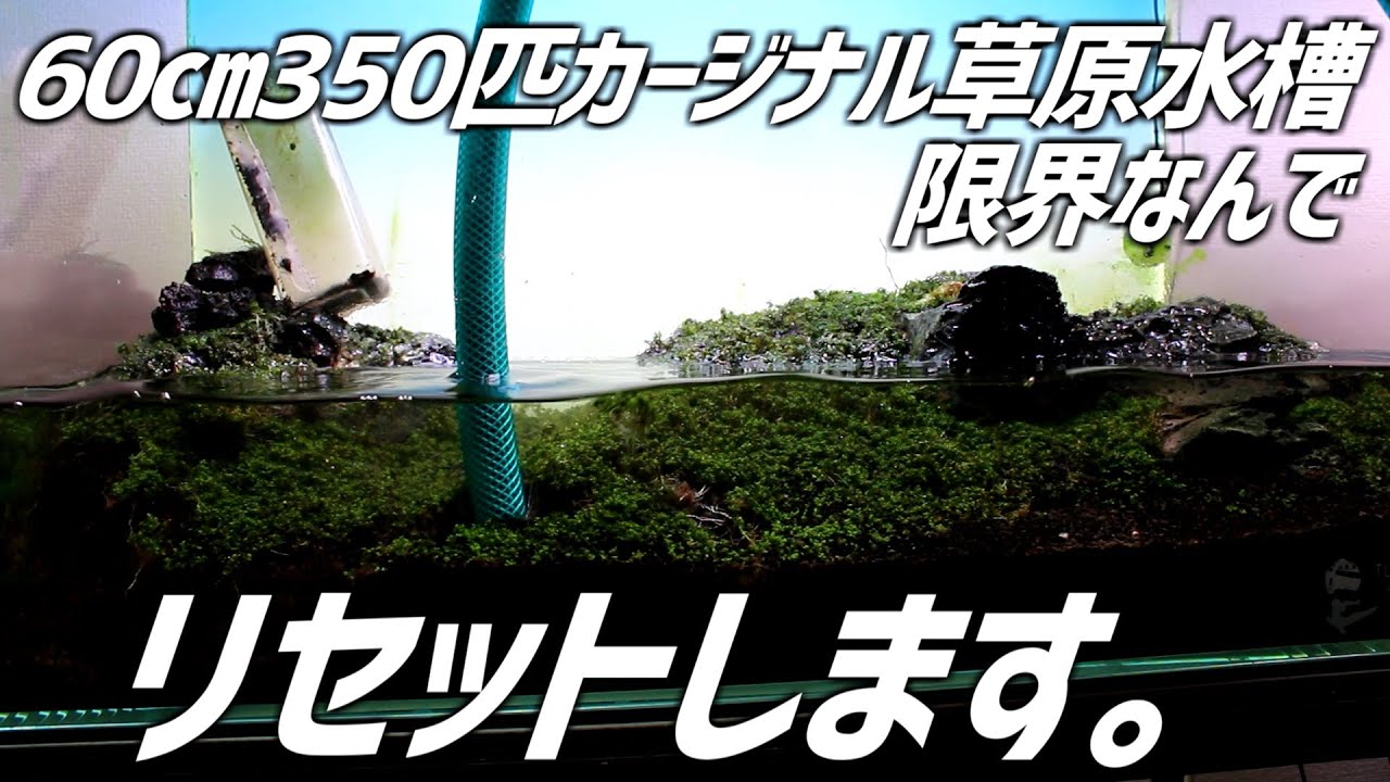 一番お気に入りだった草原水槽リセットします。#221【アクアリウム】