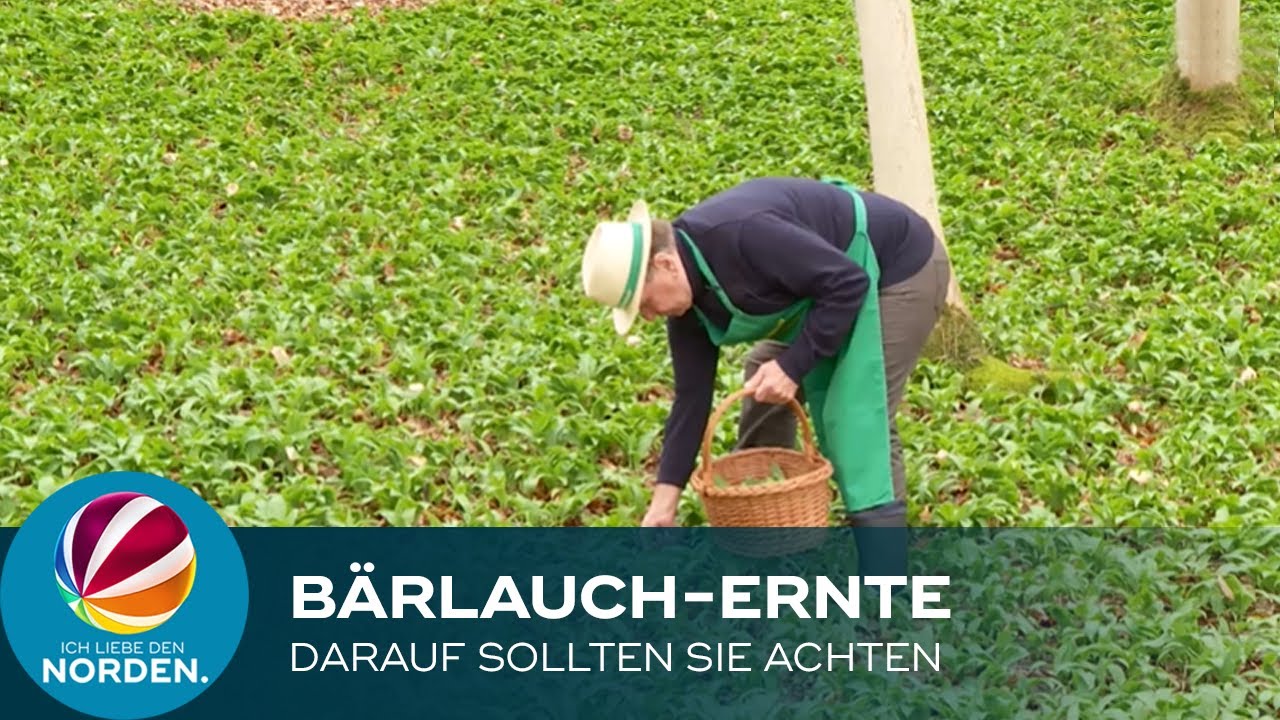 Bärlauch-Ernte im Teutoburger Wald bei Hasbergen: Darauf sollten Sie achten