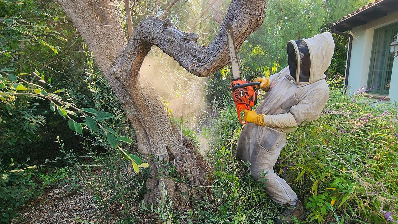 This Tree Was STUFFED With Honeycomb