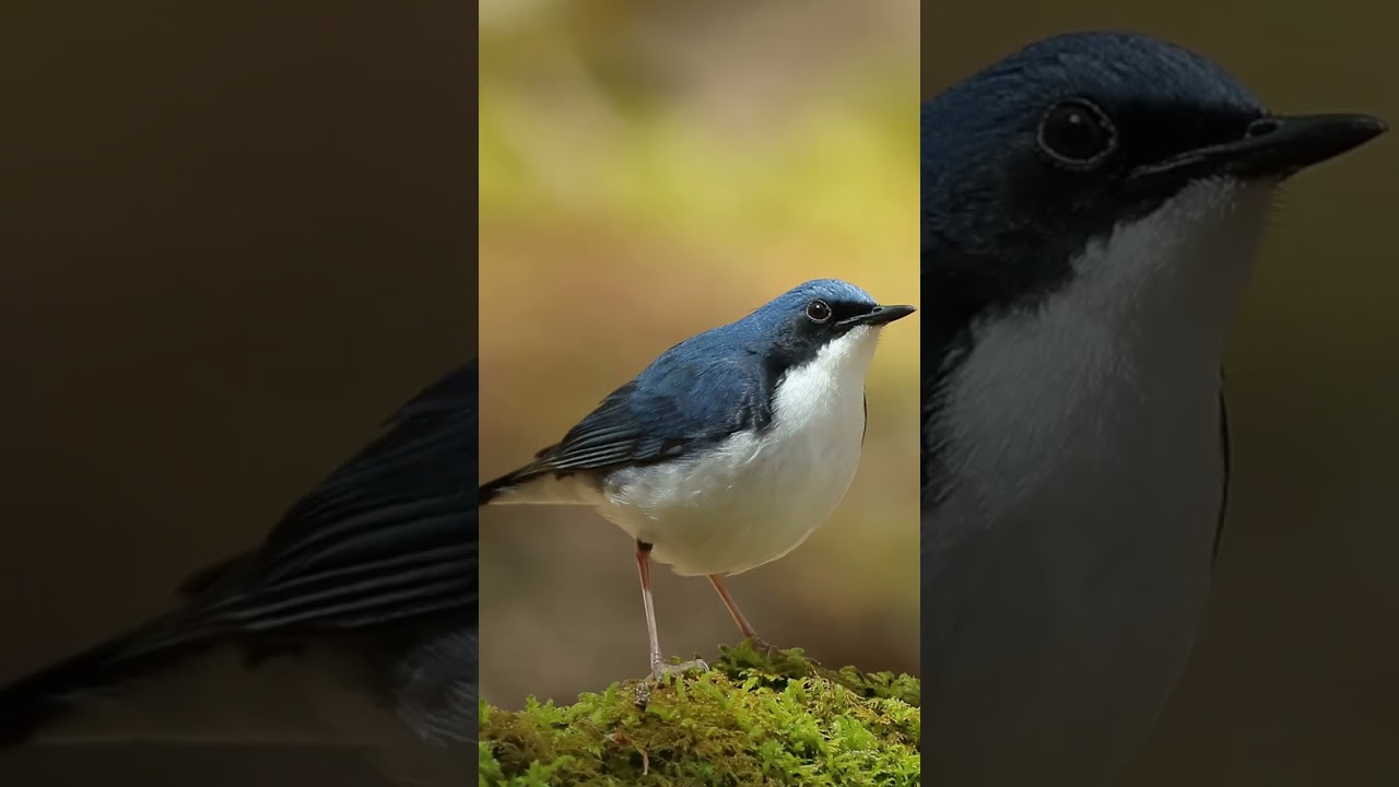 🐦【鳥図鑑】🐦コルリ（56）Siberian blue robin