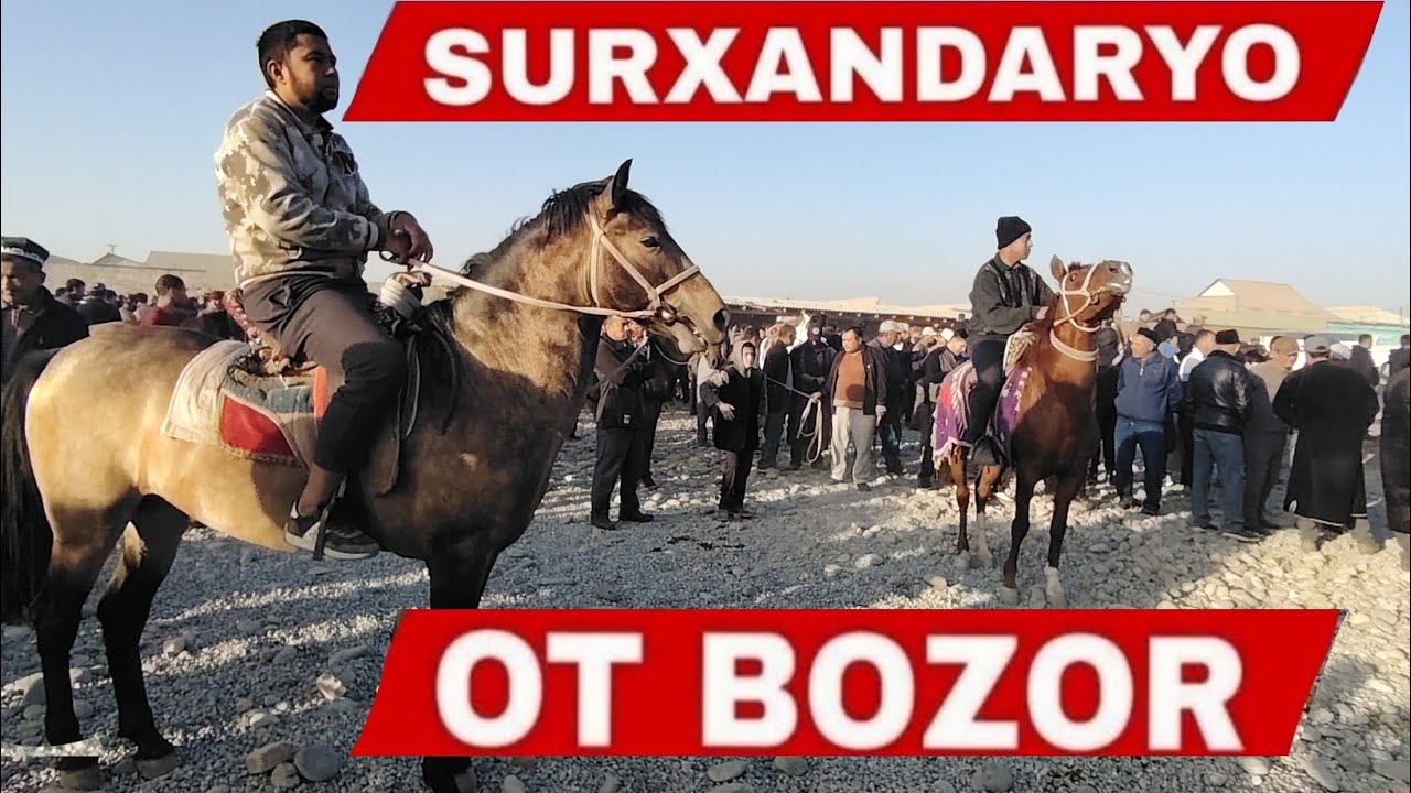 Ot Bozor Narxlari 30-Oktyabr Ot Toy Biya Tuya Narxlari Surxondaryo Ot Bozori #ot_bozor_sariosiyo