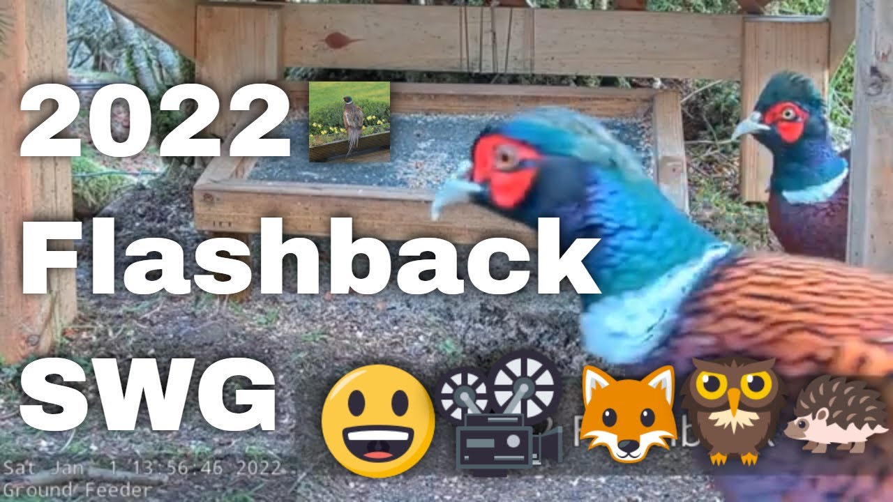 2022 Flashback | Highlights from Last Year at Scottish Wildlife Garden