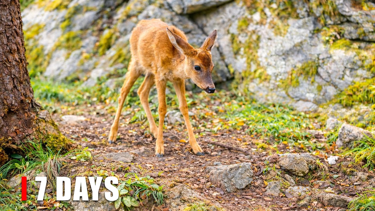 I Forgot My Trail Camera for 7 Days – What It Recorded Gave Me Chills