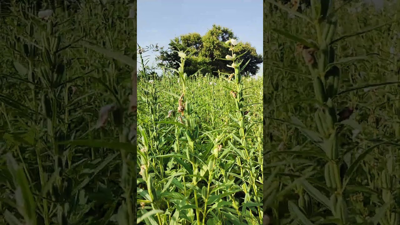 Tilhan Shorts video | Tilhan ka fasal Pani ke kinare short video #Tilhan #khetibadi #indianfarming