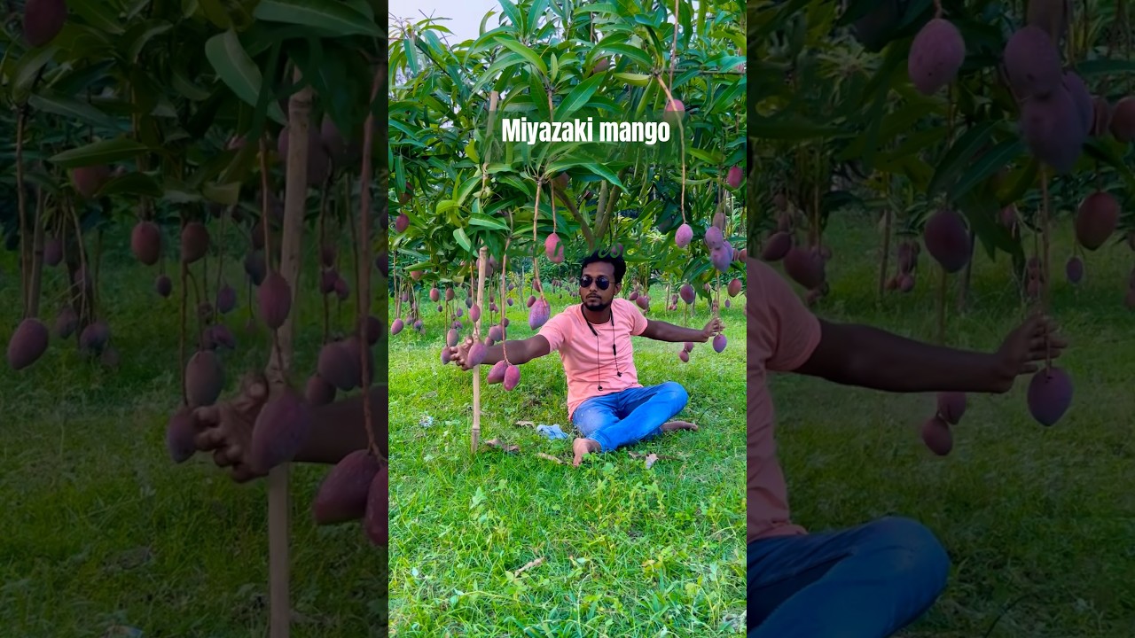 Miyazaki Mango farming successful India