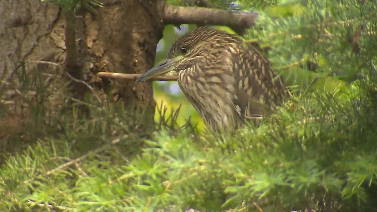 Hundreds of black crowned night herons nesting right about Lincoln Park Zoo