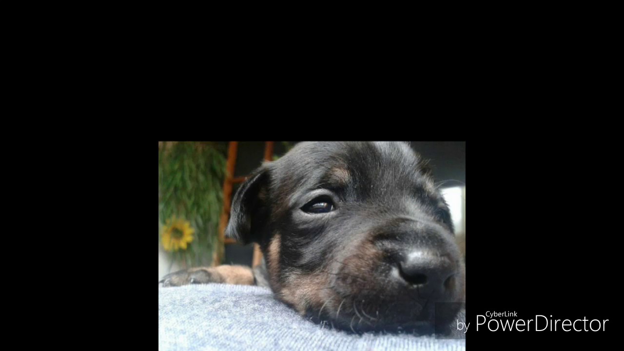 Mini pinscher