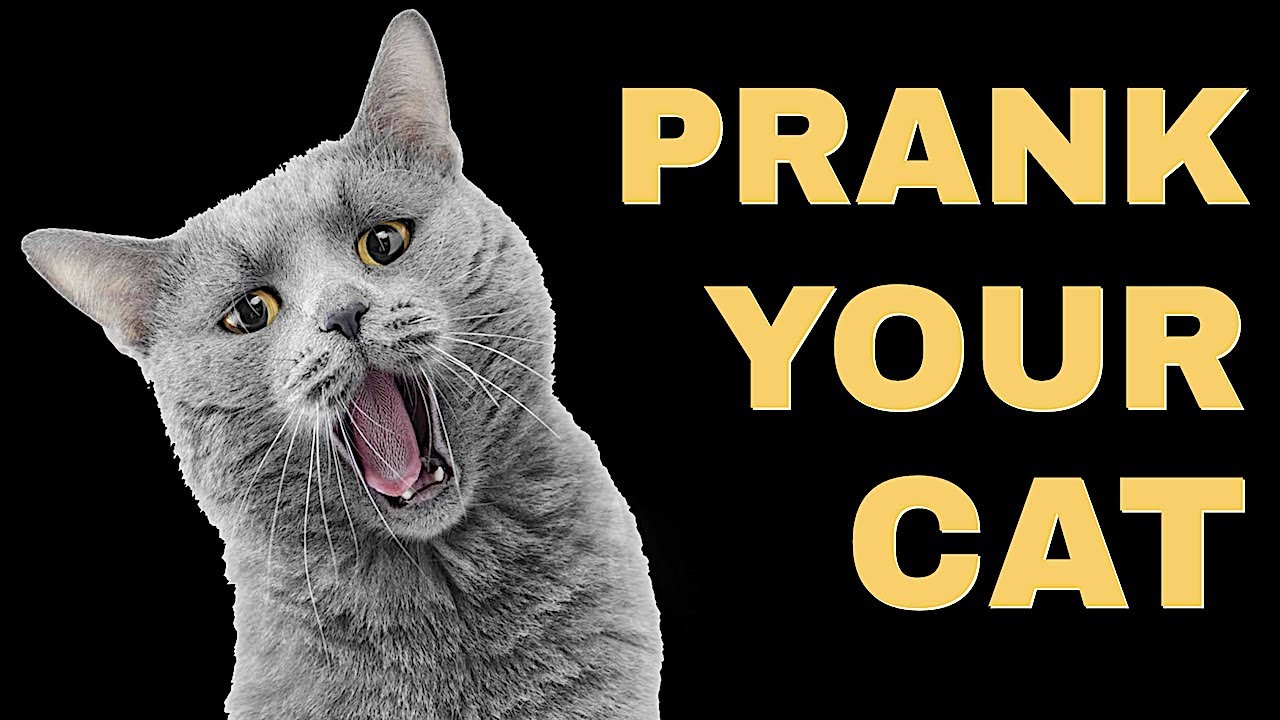 Mice Sound For Cats | Prank Your Cat