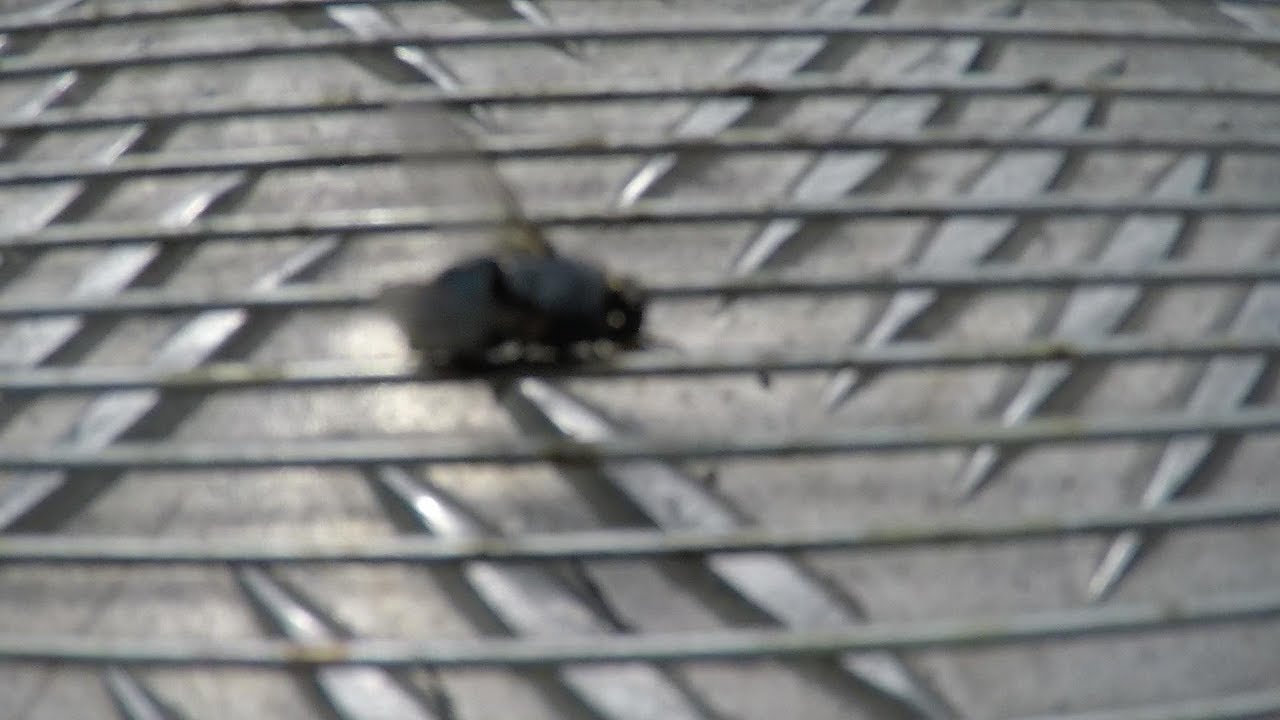 M&uuml;cke vs.  Elekrische Fliegenfalle