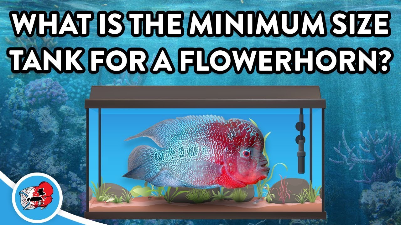 What is the Minimum Tank Size for a Flowerhorn Fish?