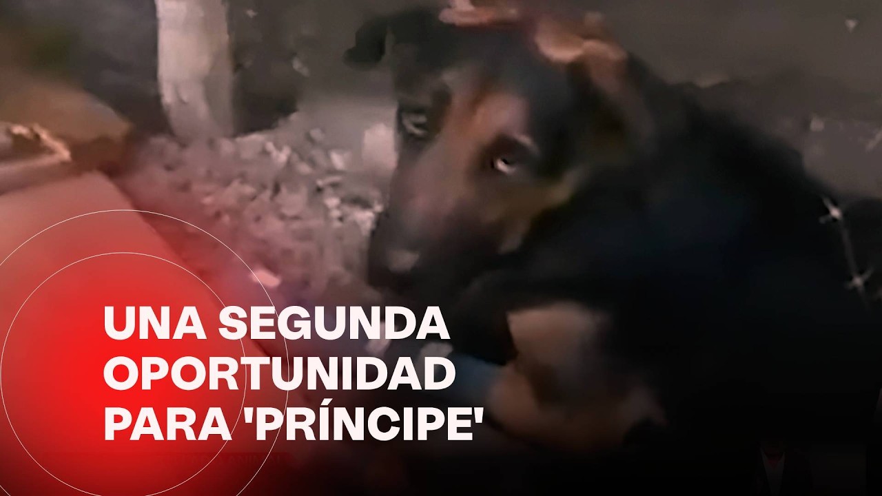 La historia de ‘Príncipe’, un perrito criollo encontrado en pésimas condiciones