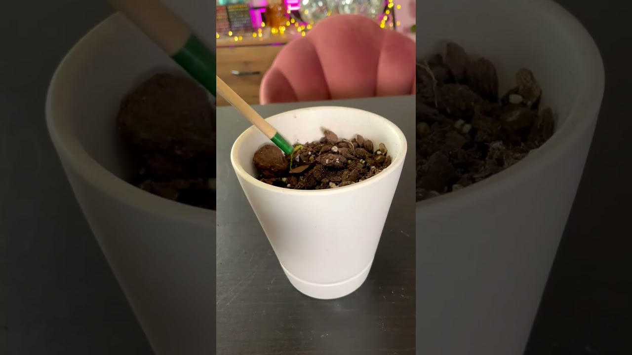 Самый БЕЗУМНЫЙ карандаш на Земле✏️#шорты