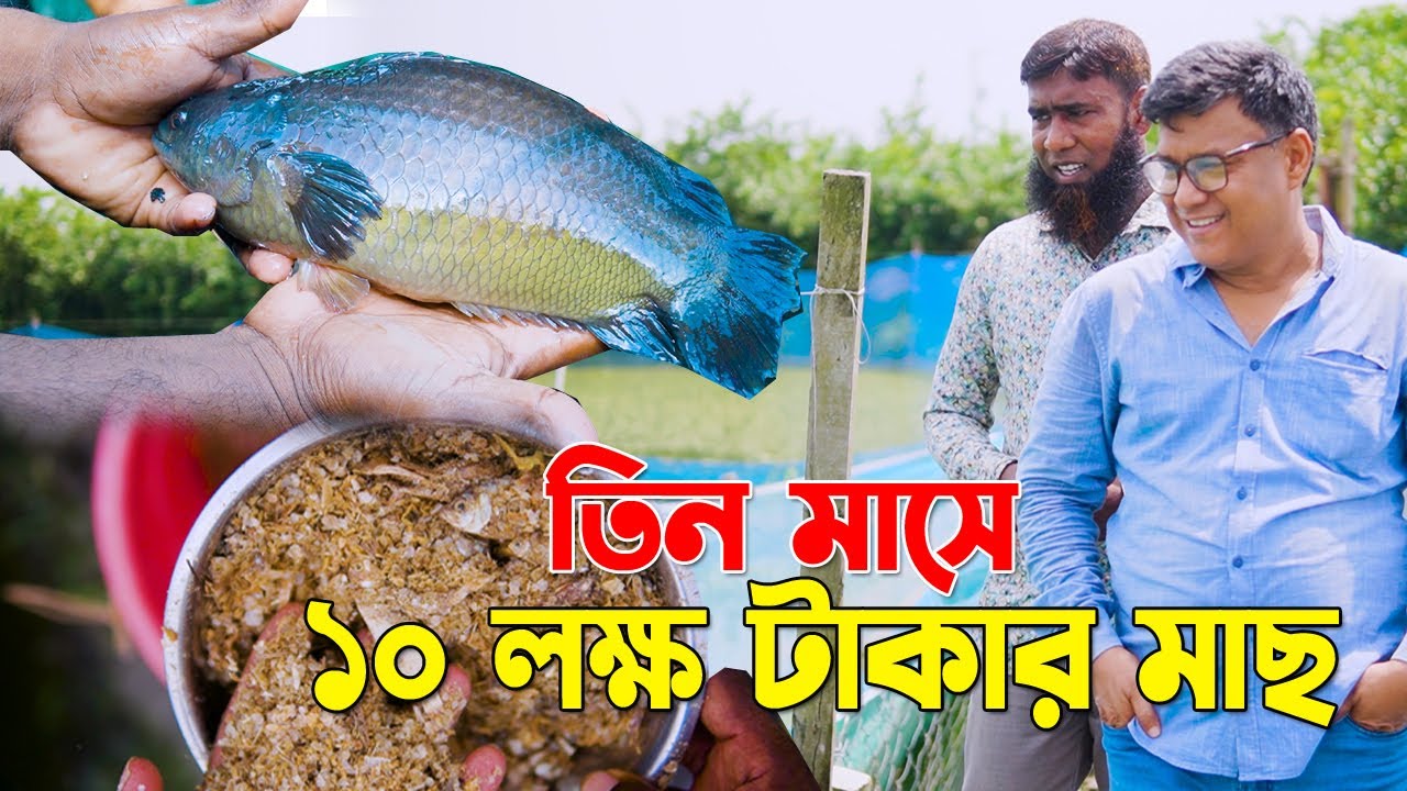 ধান ও মাছের মিশ্র চাষ। খাবার ছাড়া মাছ।  মাছ বাড়ির ভিয়েতনামের কই চাষ