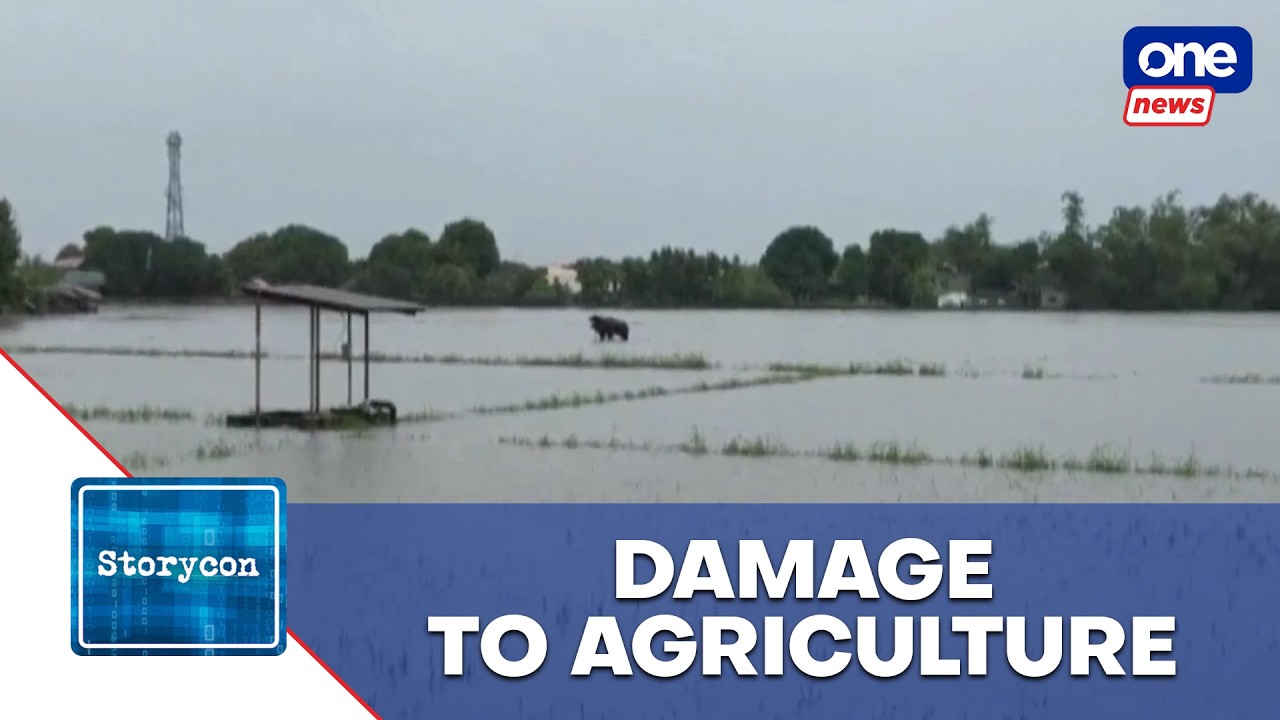 Agri damage from recent weather disturbances hits ₱3.6 billion &ndash; Tiu-Laurel | Storycon