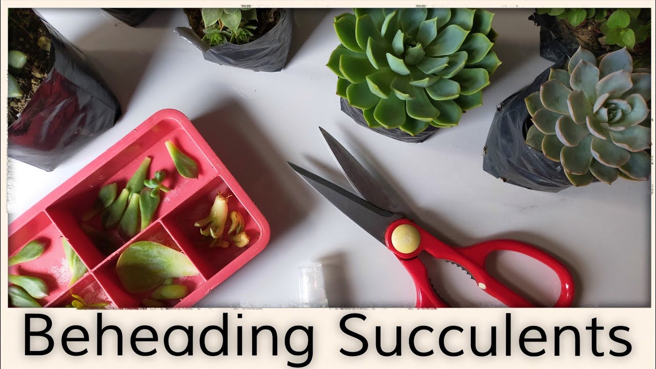 Beheading Succulents