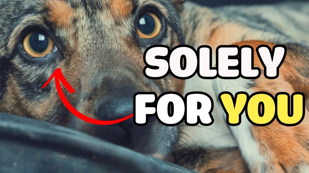 7 Things That Dogs Do ONLY For Their FAVORITE Humans!