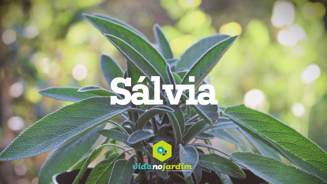Sálvia