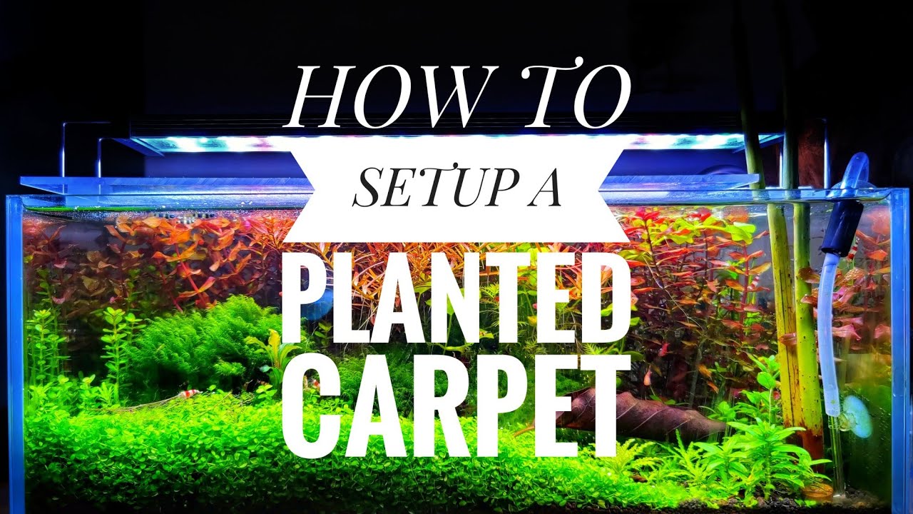 HOW TO SETUP A PLANTED CARPET IN YOUR AQUARIUM. Wie man einen Bodendecker im Aquarium pflanzt.