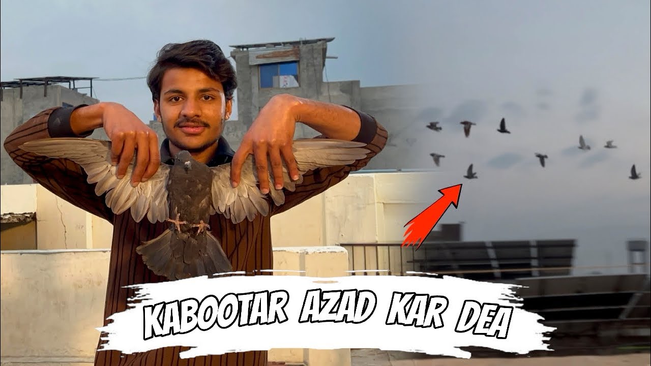 Pakra howa kabootar azad karna para 😳 || Public demand ❤️ || Pets Zone 