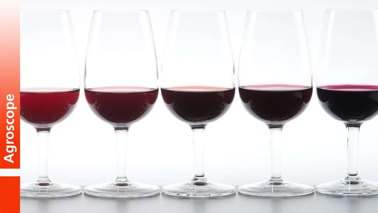 Cépages résistants - l’innovation variétale pour une viticulture durable