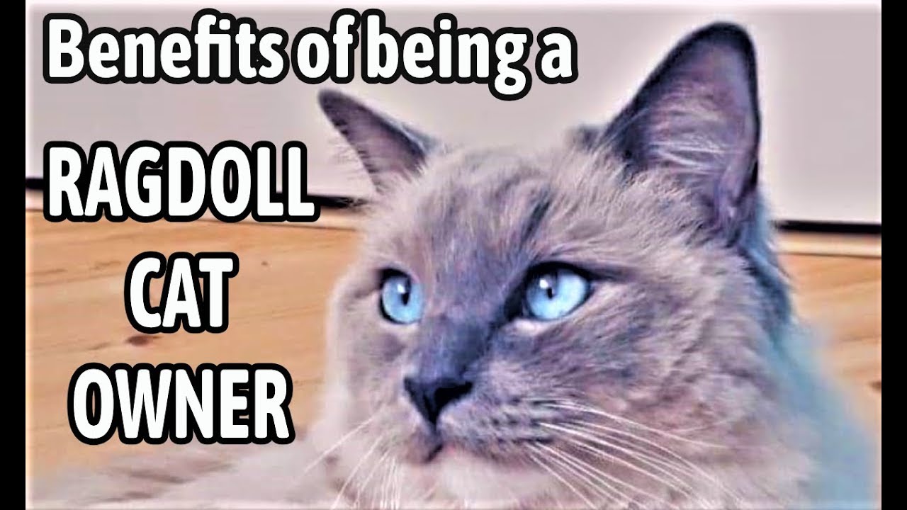 7 Преимущества быть владельцем кошек ragdoll