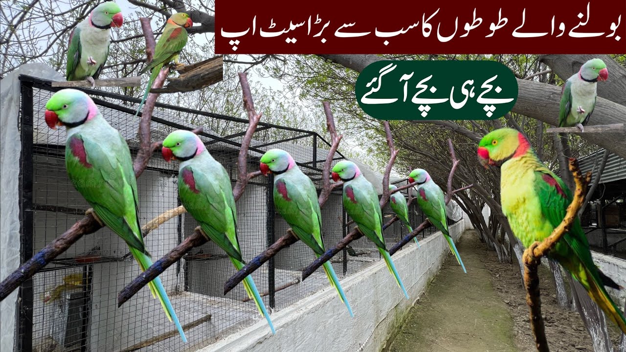 Raw Parrot Breeding Setup | Talking Parrot Chicks | Pahari Toton k Bachy | Kashmiri Talking Parrot
