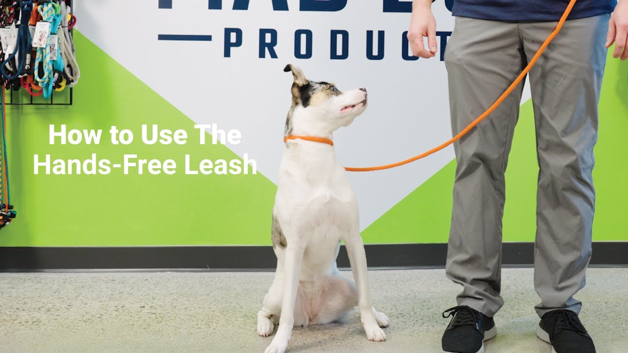 How to Use a Hands-Free Slip or Clip Leash: The Ultimate Walking Convenience!