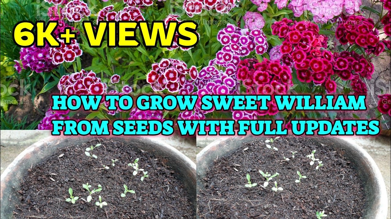 HOW TO GROW SWEET WILLIAM FROM SEEDS WITH FULL UPDATES