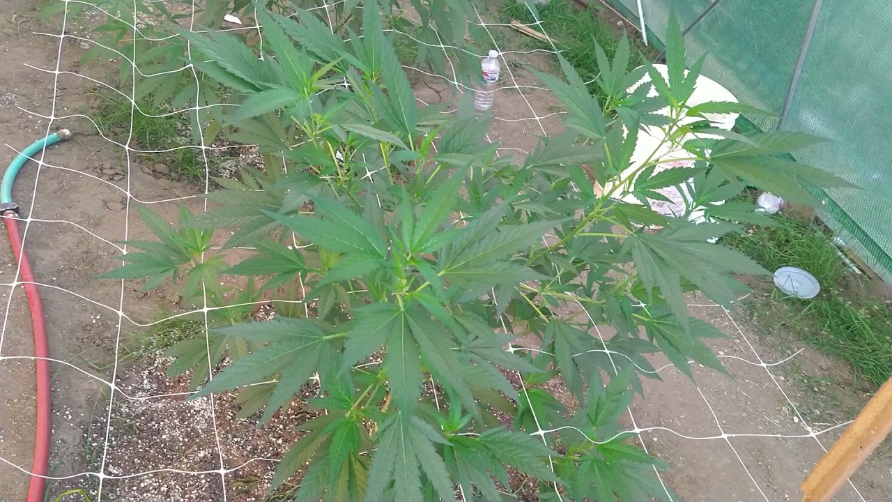 Oregon outdoor grow 2021