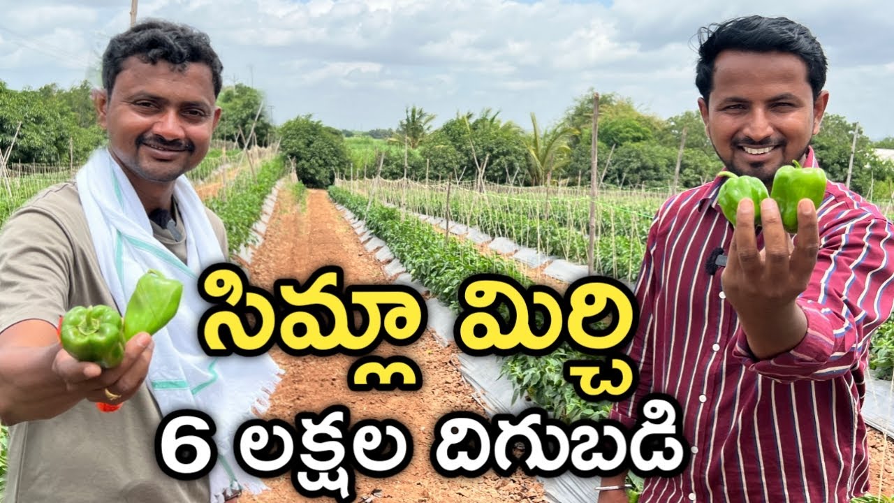 Simla Mirchi.. ఎకరంలో 6 లక్షల పంట | Capsicum Farming
