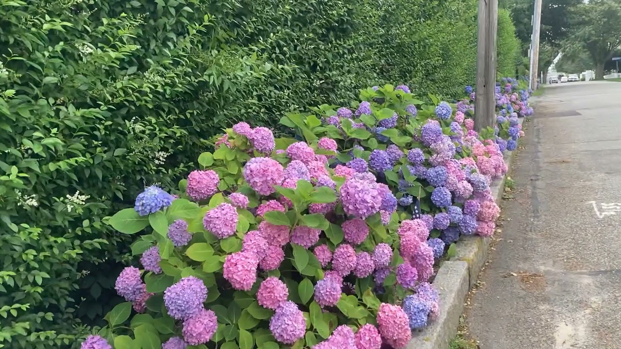 Hyannis Port Walk