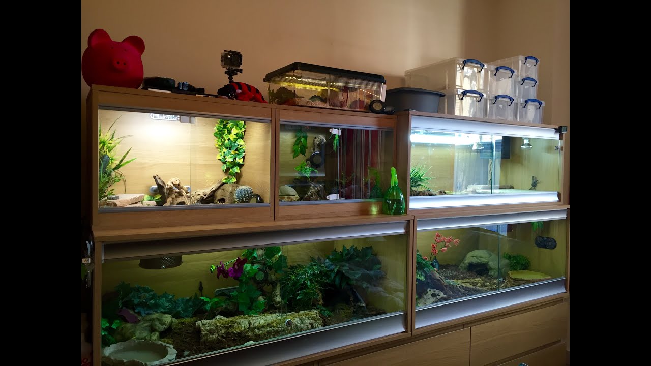 REPTILE ROOM JUNE 2016