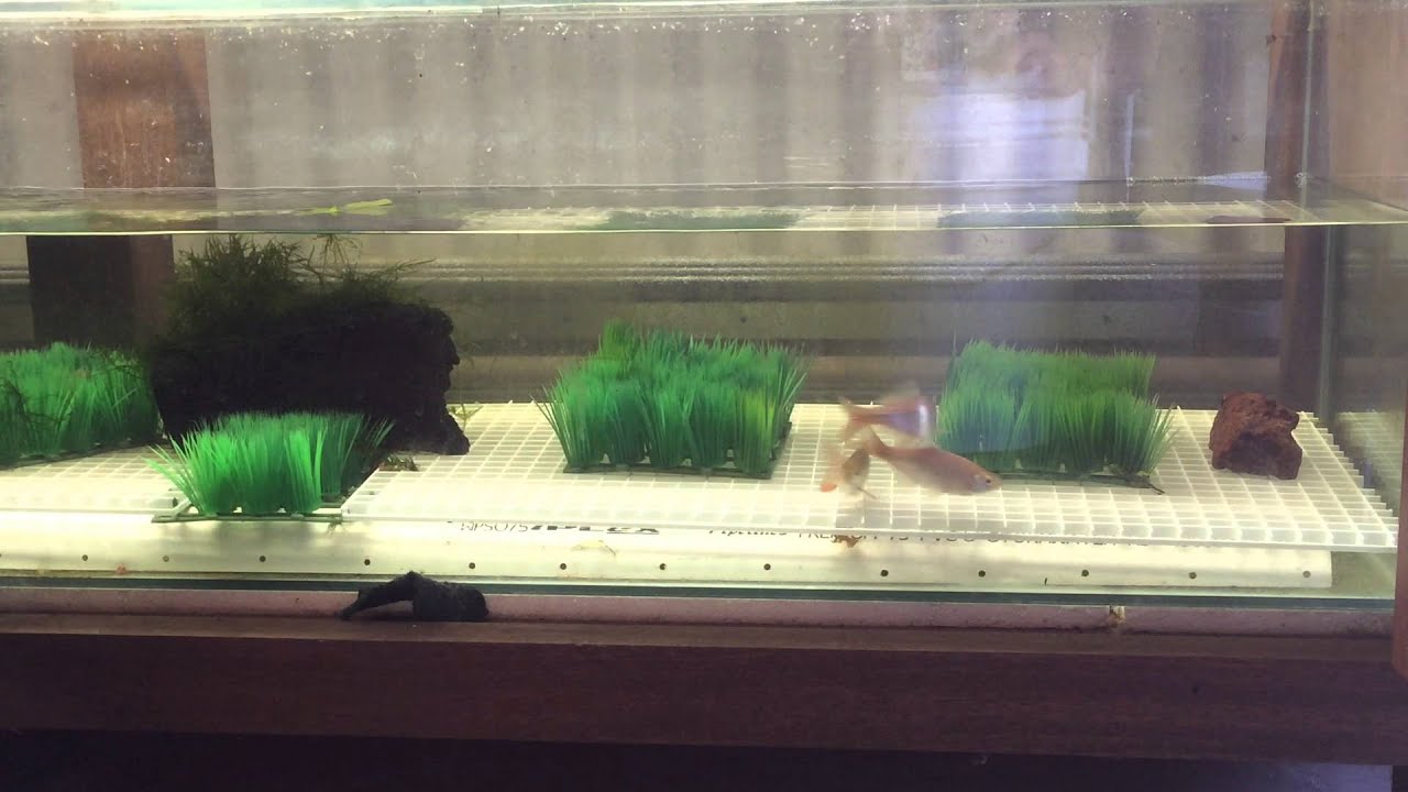 devario annandalei spawning