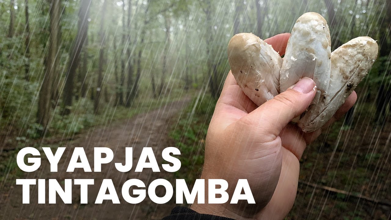 Munka utáni gyors GOMBÁSZÁS az esőben