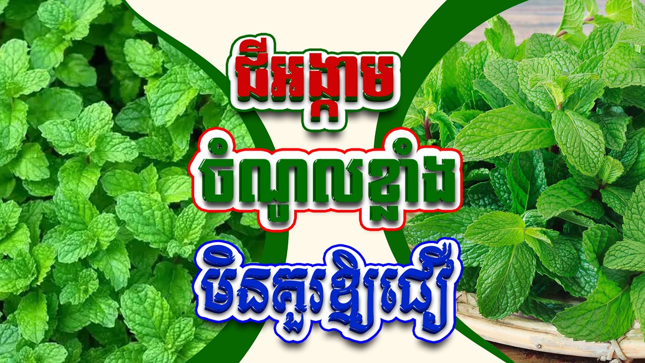 ការដាំដុះជីអង្កាម អាចរកចំណូលចិញ្ចឹមគ្រួសារ បានចាយវាយប្រចាំថ្ងៃ