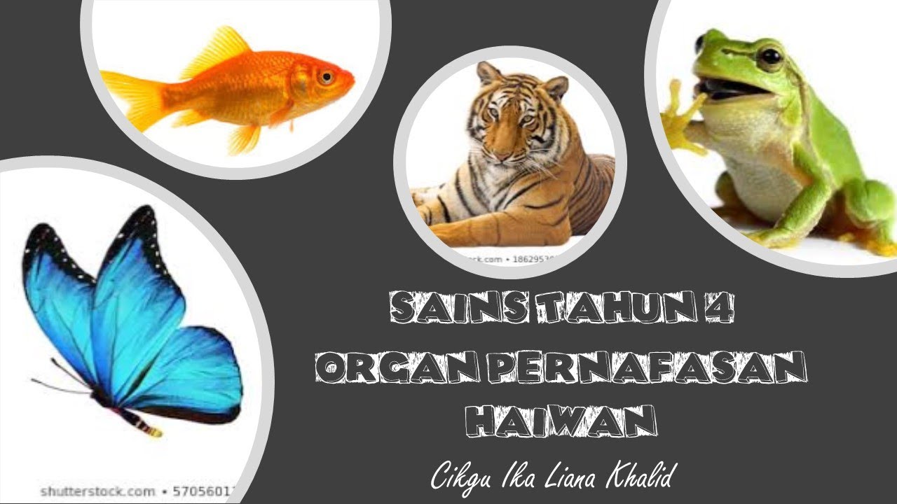 Organ Pernafasan Haiwan : Sains Tahun 4