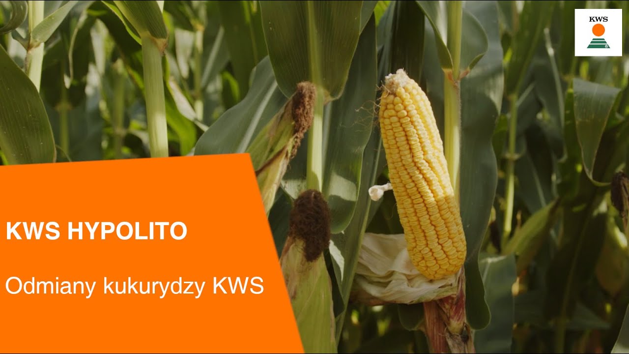 KWS HYPOLITO / odmiany kukurydzy KWS🌽
