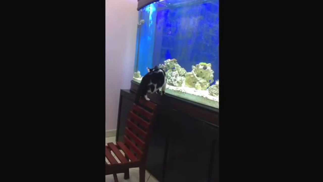 Gato endoidando querendo pegar meus peixes!