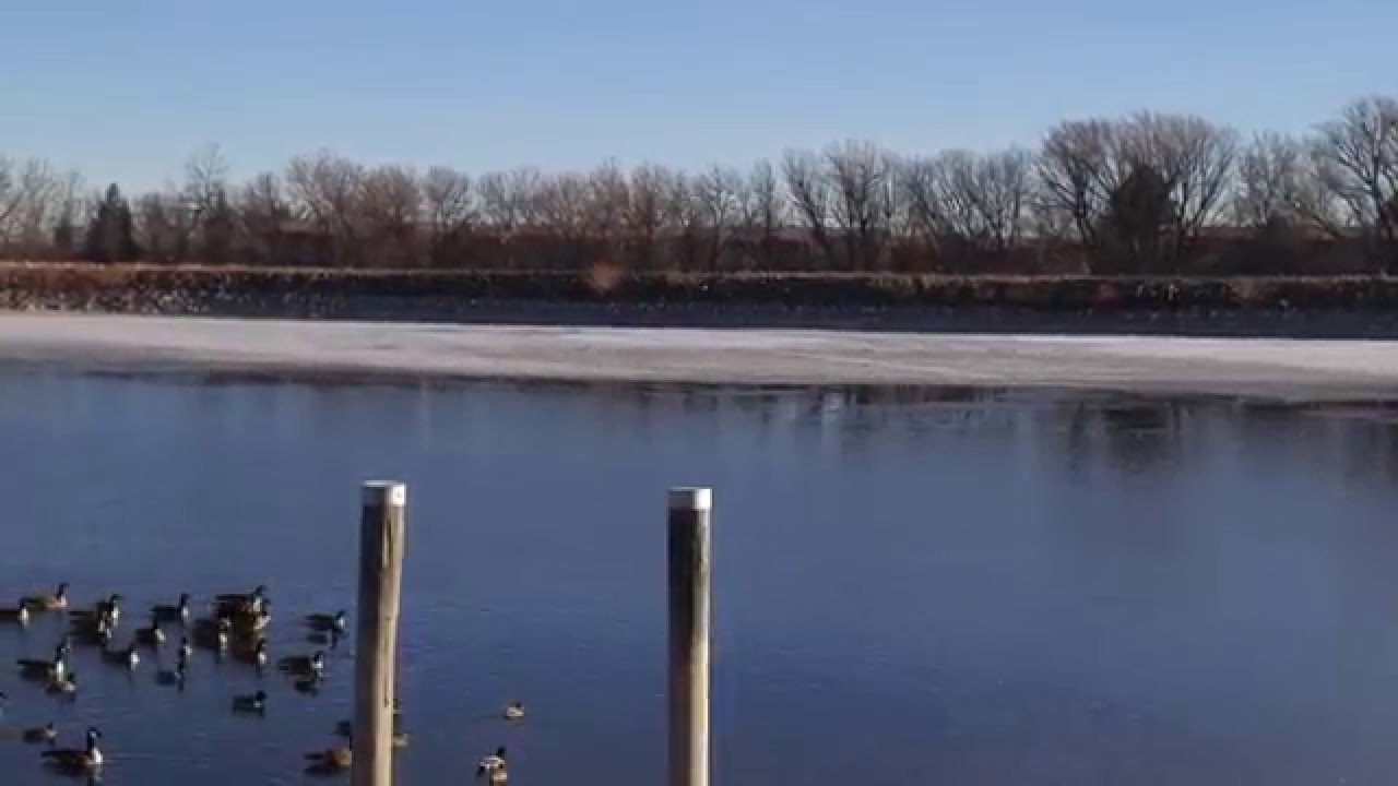 Bald eagle attacks baby duck